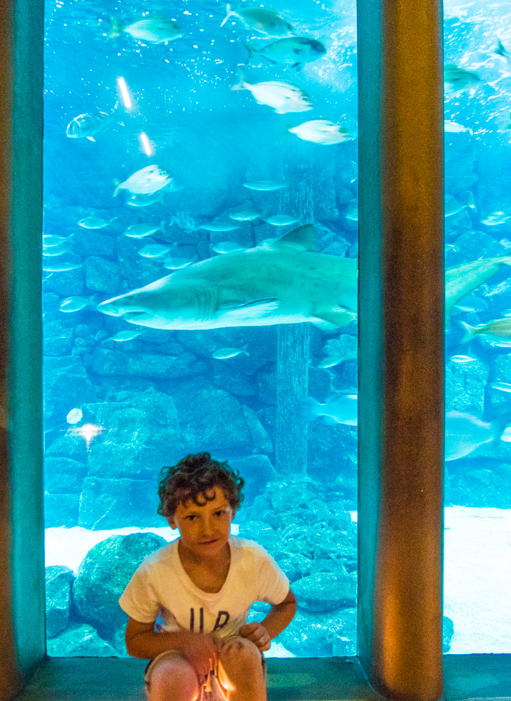 Aksel forran en sandtigerhai på A Coruña Aquarium