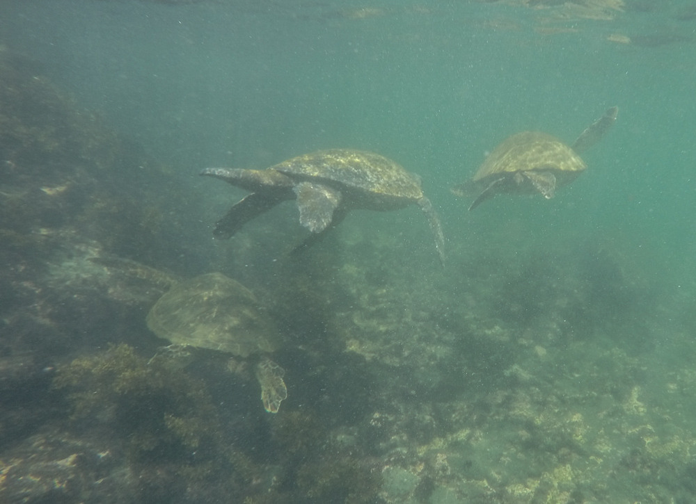 Det var mange skilpadder på Galapagos. Her er tre stykker