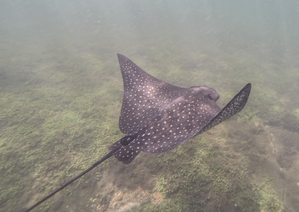 Eagle ray