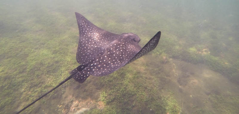 Spotted eagle ray, ca. 1 meter i "vingespenn"