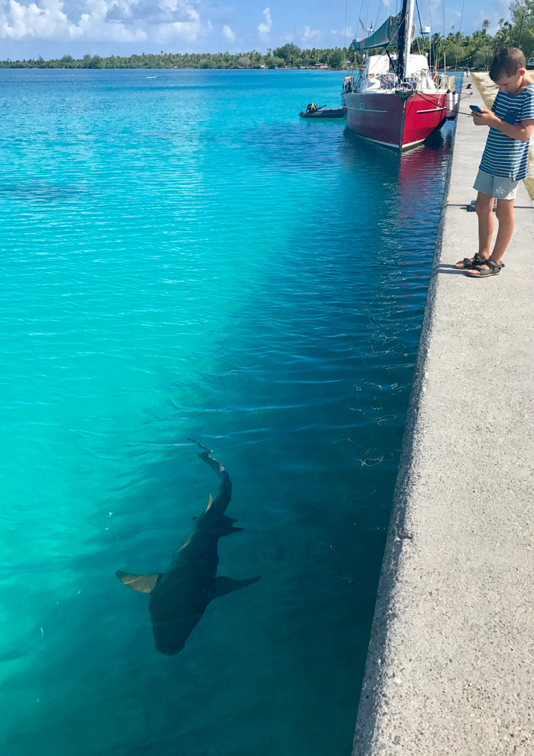 En del haier er ganske store! Dette er en nurse shark på over 3 meter